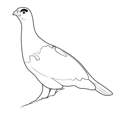 Look Willow Ptarmigan Free Coloring Page for Kids