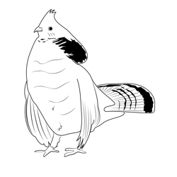 Male Grouse Free Coloring Page for Kids