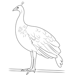 Male Peacock Free Coloring Page for Kids
