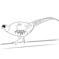 Male Ring Necked Pheasant Bird Cute Free Coloring Page for Kids