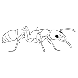 Marginata Ant Free Coloring Page for Kids