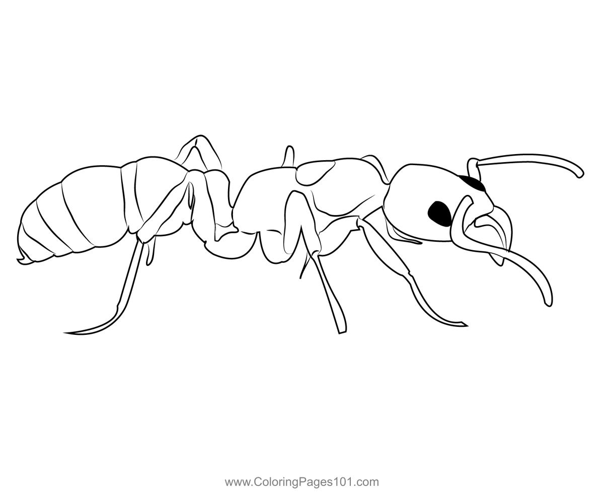Marginata Ant