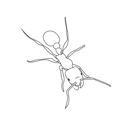 Pavement Ant Free Coloring Page for Kids