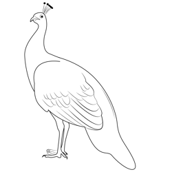 Peacock Female Free Coloring Page for Kids