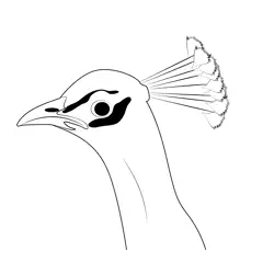 Peacock Head Free Coloring Page for Kids