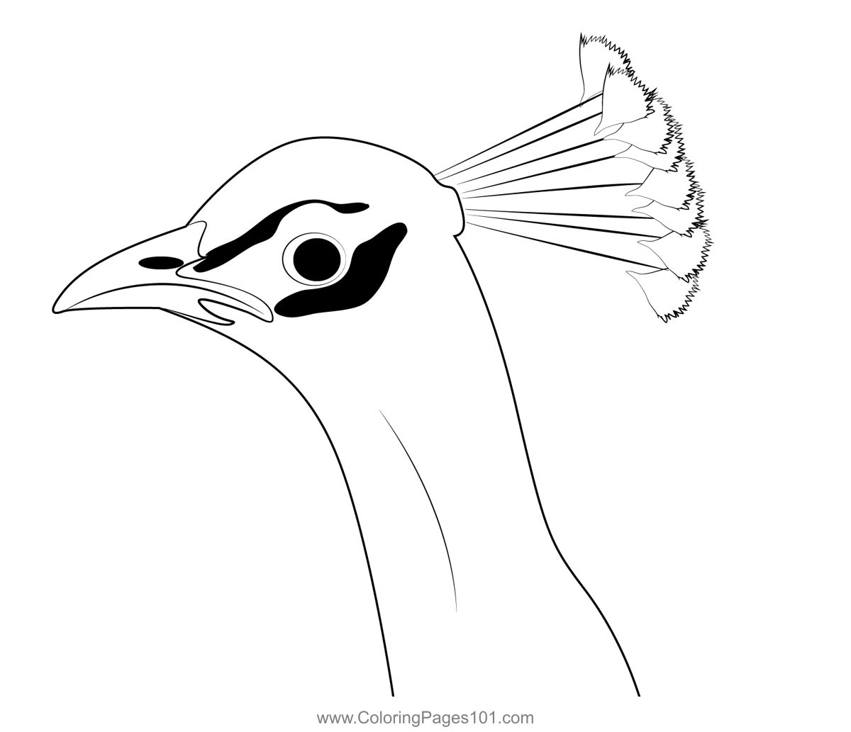 Peacock Head