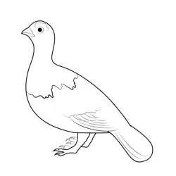 Picture Of Willow Ptarmigan Free Coloring Page for Kids