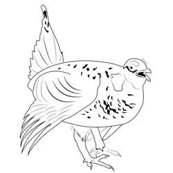 Plains Sharp Tailed Grouse Free Coloring Page for Kids