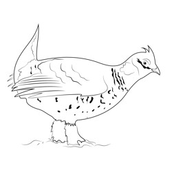 Provincial Bird Sharp Tailed Grouse Free Coloring Page for Kids