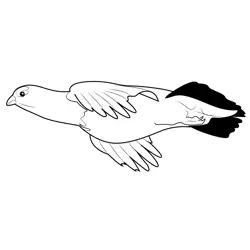 Ptarmigan Male Calling In Flight Free Coloring Page for Kids