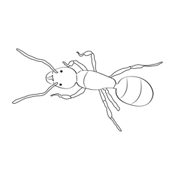 Queen Ant Free Coloring Page for Kids