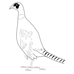 Ring Necked Pheasant 1 Free Coloring Page for Kids