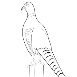 Ring Necked Pheasant 2 Free Coloring Page for Kids