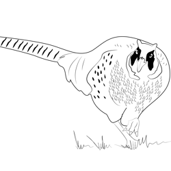 Ring Necked Pheasant Male Free Coloring Page for Kids