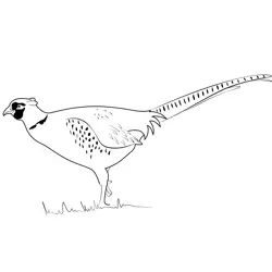Ring Necked Pheasant Free Coloring Page for Kids