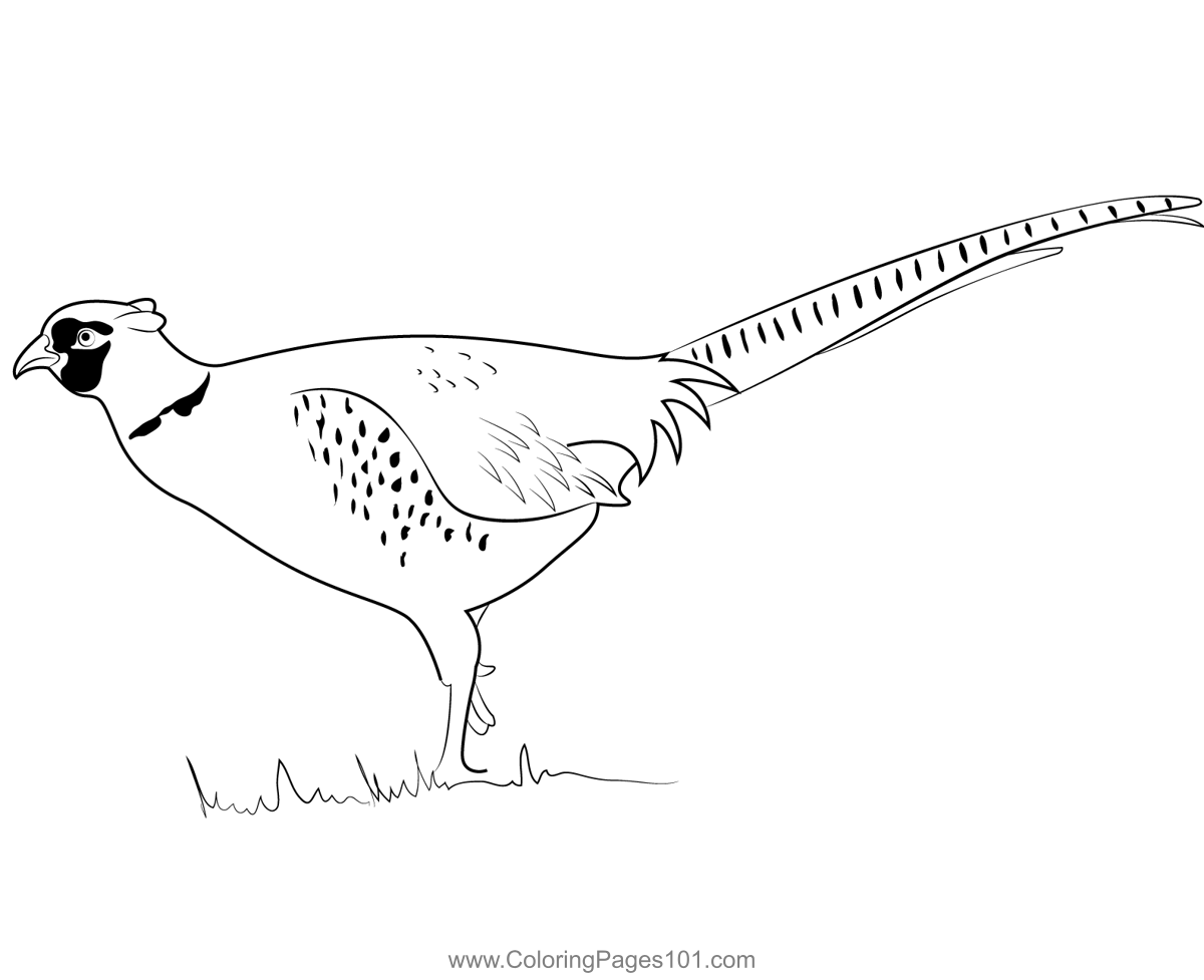 Ring Necked Pheasant Coloring Page for Kids - Free Pheasants and ...