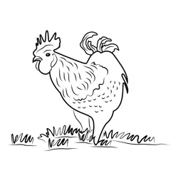 Rooster Standing In Farm Free Coloring Page for Kids