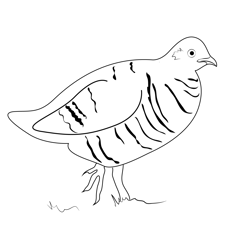 Ruffed Grouse Free Coloring Page for Kids
