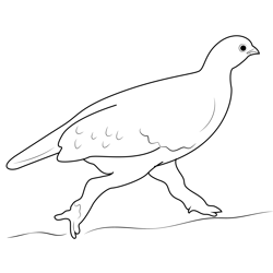 Run Willow Ptarmigan Free Coloring Page for Kids