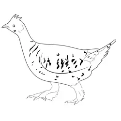 Sharp Tailed Grouse Walk Free Coloring Page for Kids