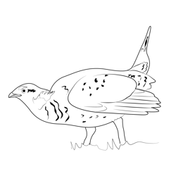 Sharp Tailed Grouse Free Coloring Page for Kids