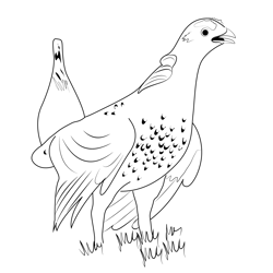 Sharptail Grouse In Spring Free Coloring Page for Kids
