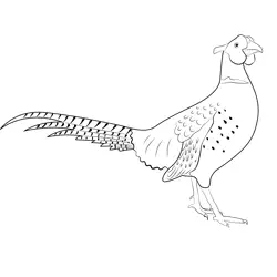 Stand Ring Necked Pheasant Free Coloring Page for Kids