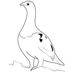 Stand Willow Ptarmigan Free Coloring Page for Kids