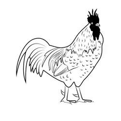 Standing Male Rooster Free Coloring Page for Kids