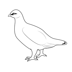 This Is A Willow Ptarmigan Free Coloring Page for Kids