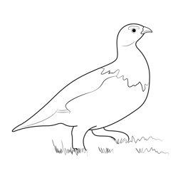 This Male Rock Ptarmigan Free Coloring Page for Kids
