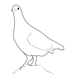 White Tailed Ptarmigan Bird Free Coloring Page for Kids