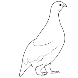 White Tailed Ptarmigan Free Coloring Page for Kids
