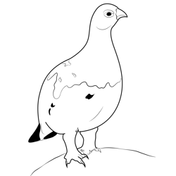 Willow Ptarmigan Bird Free Coloring Page for Kids