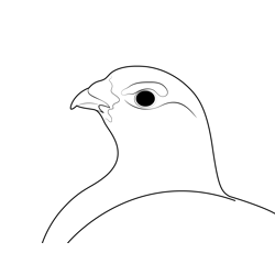 Willow Ptarmigan Head Free Coloring Page for Kids