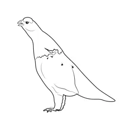Willow Ptarmigan Male Free Coloring Page for Kids