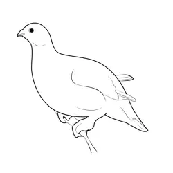 Willow Ptarmigan Winter Plumage Free Coloring Page for Kids