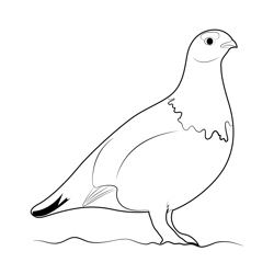 Willow Ptarmigan Free Coloring Page for Kids