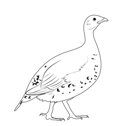 Young Grouse Bird Free Coloring Page for Kids