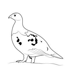 Young Willow Ptarmigan Free Coloring Page for Kids