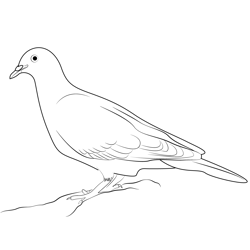 A Curious Wood Pigeon Free Coloring Page for Kids