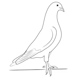 American Homing Pigeon Free Coloring Page for Kids