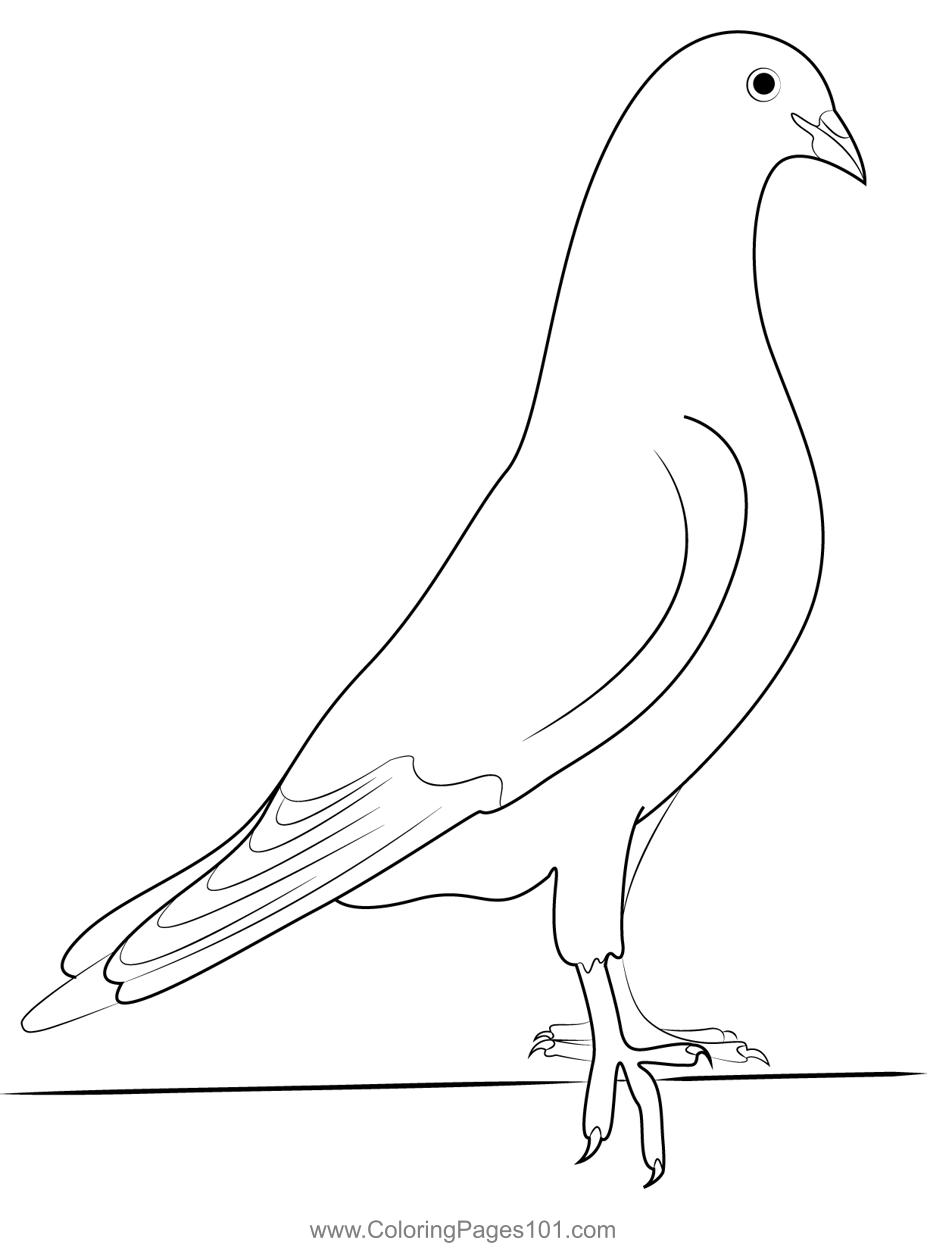 American Homing Pigeon