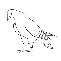 Beautiful Pigeon Standing Free Coloring Page for Kids