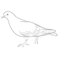 Beautiful Pigeon Free Coloring Page for Kids