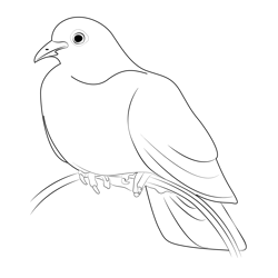 Beautiful White Dove Free Coloring Page for Kids