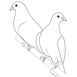 Birds Love Birds Dove Free Coloring Page for Kids