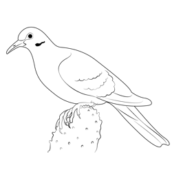 Brown Cuckoo Dove Free Coloring Page for Kids