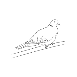 Collared Dove 1 Free Coloring Page for Kids