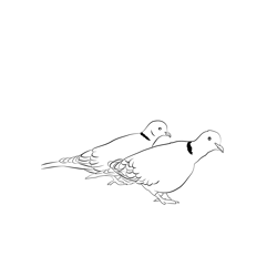 Collared Dove 2 Free Coloring Page for Kids